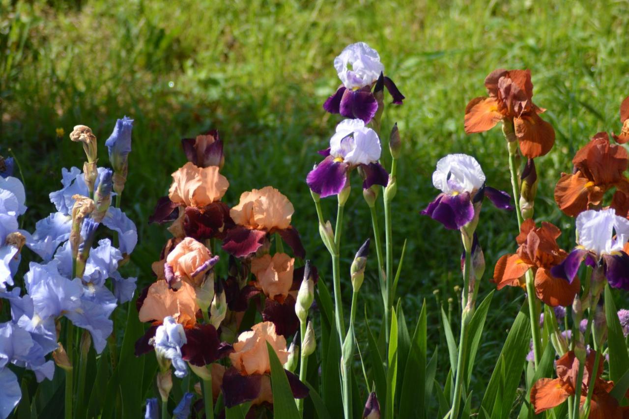 Ferme Les Iris Lejlighed Issenheim Eksteriør billede